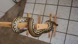 retic 4.jpg