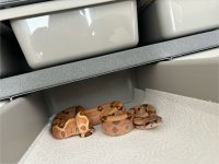 IMG_6220.jpeg