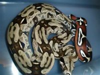 143450_328593_VeryLarge_pdjx3WFEZUv5O4B.jpg