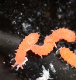 Orange Springtail Edit 2.JPG