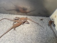 IMG_5805.jpeg