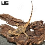 ug_Baby_Painted_Agama_4.jpg
