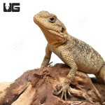 ug_Baby_Painted_Agama_3.jpg