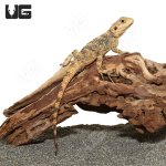 ug_Baby_Painted_Agama_2.jpg