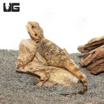 ug_Baby_Painted_Agama_1.jpg