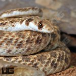 ug_Egyptian_False_Cobra_4.jpg