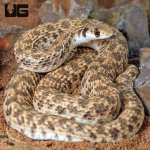 ug_Egyptian_False_Cobra_3.jpg