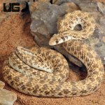 ug_Egyptian_False_Cobra_2.jpg
