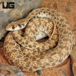 ug_Egyptian_False_Cobra_1.jpg