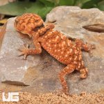 ug_Baby Amyae Knobtail Gecko_4.jpg