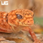 ug_Baby Amyae Knobtail Gecko_2.jpg