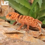 ug_Baby Amyae Knobtail Gecko_1.jpg