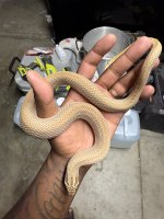IMG_1961.jpeg