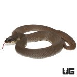 ug_plain_belly_water_snake_4.jpg