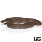 ug_plain_belly_water_snake_3.jpg