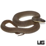 ug_plain_belly_water_snake_2.jpg