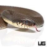 ug_plain_belly_water_snake_1.jpg