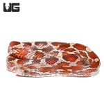 ug_blood_red_het_caramel_cornsnake_4.jpg