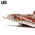 ug_blood_red_het_caramel_cornsnake_3.jpg