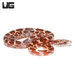 ug_blood_red_het_caramel_cornsnake_2.jpg