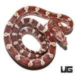 ug_blood_red_het_caramel_cornsnake_1.jpg