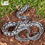 ug_Baby Anery Tessera Cornsnake_5.jpg
