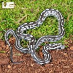 ug_Baby Anery Tessera Cornsnake_4.jpg