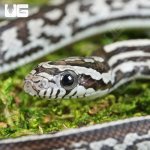 ug_Baby Anery Tessera Cornsnake_3.jpg