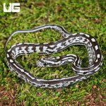 ug_Baby Anery Tessera Cornsnake_2.jpg