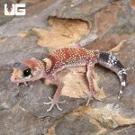 ug_Baby Australian Barking Gecko_4.jpg