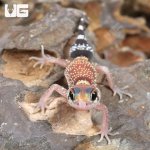 ug_Baby Australian Barking Gecko_3.jpg