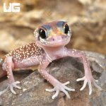 ug_Baby Australian Barking Gecko_2.jpg