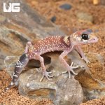 ug_Baby Australian Barking Gecko_1.jpg