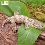 ug_Yate Leachianus Gecko_3.jpg