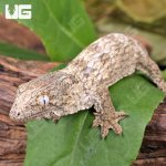 ug_Yate Leachianus Gecko_2.jpg