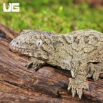 ug_Neon_Snow_X_GTX_Leachianus_Gecko_#3_4.jpg