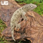 ug_Neon_Snow_X_GTX_Leachianus_Gecko_#3_3.jpg