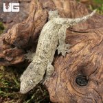 ug_Neon_Snow_X_GTX_Leachianus_Gecko_#3_2.jpg