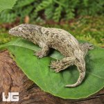 ug_Neon_Snow_X_GTX_Leachianus_Gecko_#3_1.jpg