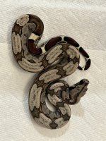 Male suri 3 pic 2.jpg