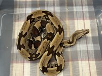 Male FLRT sire pic 2.jpg