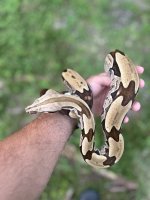 Male FLRT sire pic 1.jpg