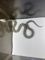 IMG_9267.jpeg