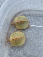 IMG_2380.jpeg