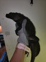 H.celebensisMalePic1.jpg