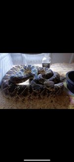 IMG_9313.jpeg