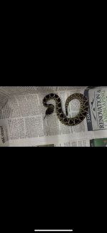 IMG_9310.jpeg