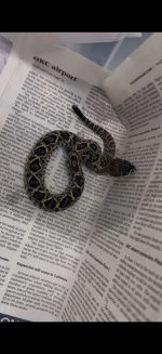 IMG_9308.jpeg