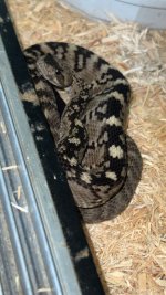 IMG_1372.jpeg