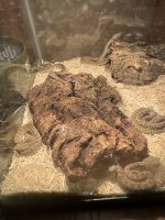 IMG_1309.jpeg
